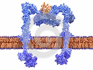 Insulin bound to the insulin receptor photo