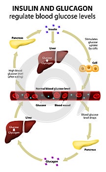 Insulin and glucagon photo