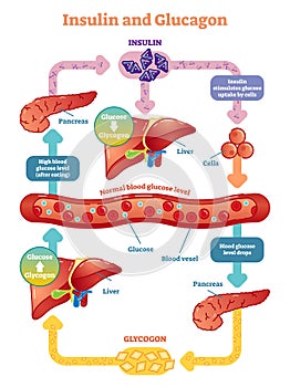 Insulin and glucagon vector illustration diagram. Educational medical information.