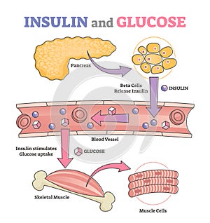 Insulin and glucose release regulation educational scheme outline concept