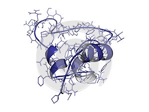 Insulin-like growth factor (IGF-1, somatomedin C)