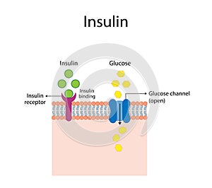 Insulin mechanism of action, regulates glucose metabolism and glucose blood level.