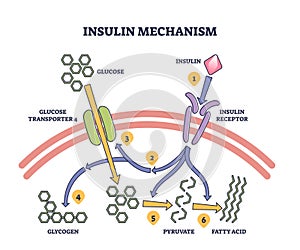 Insulin mechanism explanation with medical process steps outline diagram