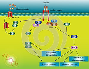 Insulin molecular pathway photo