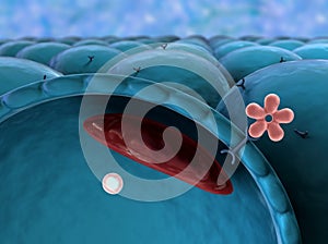 Mechanism of action of insulin