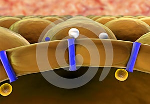 Structure of the molecule