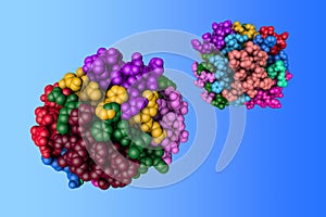 Insulin, monoclinic crystal form. Molecular model. Rendering with differently colored protein chains. 3d illustration
