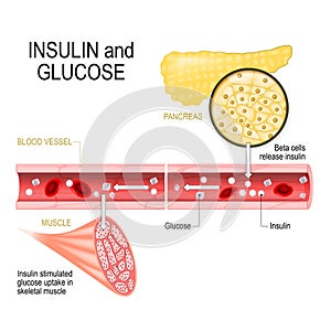 Insulin in pancreas and glucose in muscle