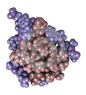 Insulin peptide hormone, 3D rendering. Important drug in treatment of diabetes. Chains shaded in different colors, atoms shown as