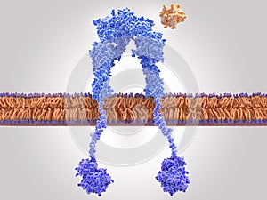 Insulin receptor inactivated, insulin close to the binding site