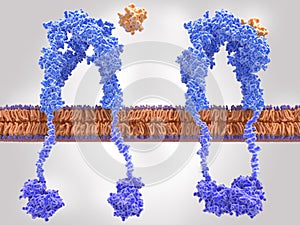 Insulin receptor inactivated left and activated right after