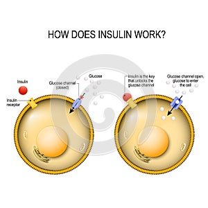 Insulin is the key that unlocks the cells glucose channel photo