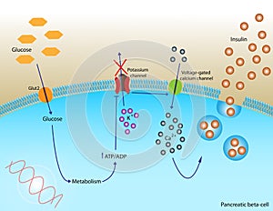 Insulin secretion