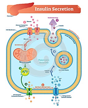 Insulin secretion vector illustration. Biological pancreas function.