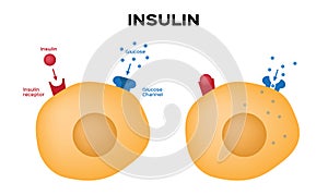 Insulin unlocks the cell`s glucose channel