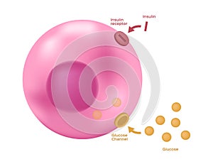 Insulin unlocks the cell`s glucose channel