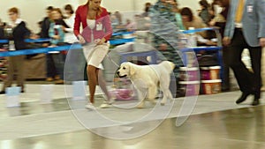 Int. dog show Russia'14 putjede painted apache