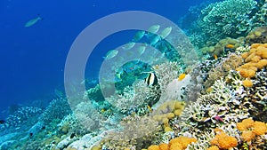 Intact coral wall with high density of reef fish. Moorish Idol