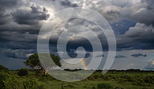 Intact nature, rainbow after storm at African savanna