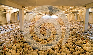 Integrated poultry farm photo