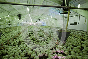 Integrated poultry farm