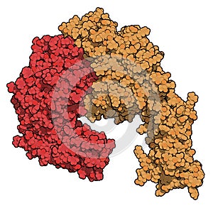 Integrin alpha-4 beta 7 (a4b7, headpiece). Cell surface protein complex that plays a role in directing T lymphocytes to the gut. photo