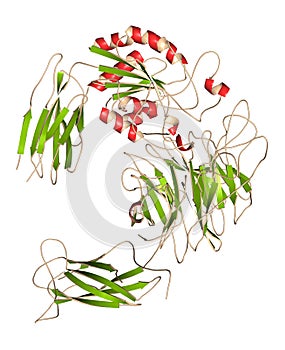 Integrin alpha-4 beta 7 (a4b7, headpiece). Cell surface protein complex that plays a role in directing T lymphocytes to the gut. photo