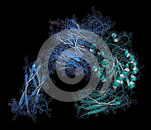 Integrin alpha-4 beta 7 (a4b7, headpiece). Cell surface protein complex that plays a role in directing T lymphocytes to the gut. photo