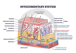 Integumentary system with epidermis surface layer structure outline diagram photo