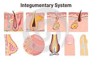 Integumentary system set. Human epidermis layer structure, gland, hair
