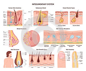 Integumentary system set. Human epidermis layer structure, receptors photo