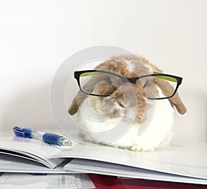 Intellectual nerd cute rabbit study accounts paperwork