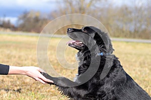 Intelligent black dog learning tricks