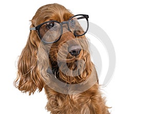 Intelligent and clever dog wearing eyeglasses. Isolated on white background