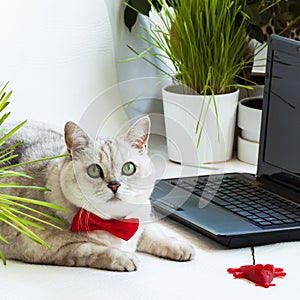 Intelligent cute cat near with the laptop. Animal in the red bow tie in the office computer