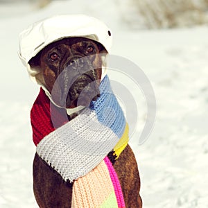 Intelligent dog breed boxer is sitting in hat and scarf