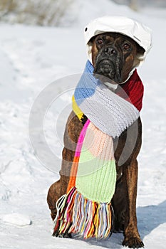 Intelligent dog breed boxer is sitting in hat and scarf in the s