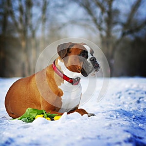 Intelligent dog breeds red boxer lies in winter on snow with flo