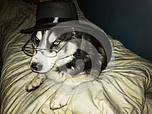 Intelligent dog with glasses and black cap laying on bed