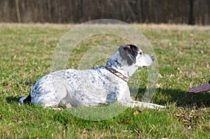 Intelligent dog learning a stay command