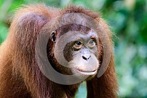 Intelligent face of a young Orangutan