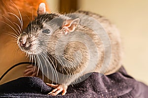 Intelligent hand beast rat gray big fluffy sitting on shoulder close-up looking with surprise