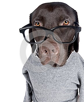 Intelligent Looking Chocolate Labrador