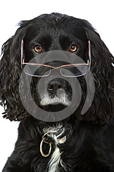 Intelligent Looking Cocker Spaniel with Glasses