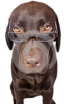 Intelligent Looking Dog