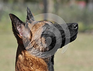 Intelligent Malinois puppy