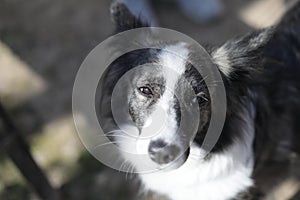 intelligent melancholic black-and-white Border Collie dog looks up thoughtfully