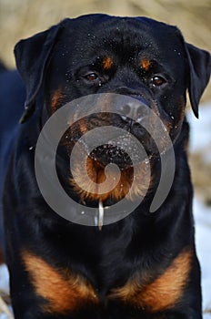 Intelligent placid Rottweiler portrait photo