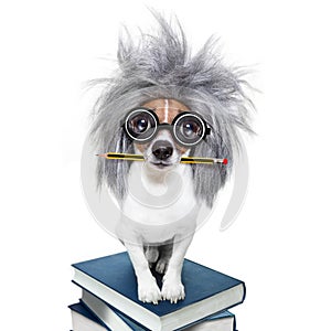Intelligent smart dog with books