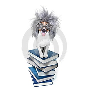 Intelligent smart dog with books